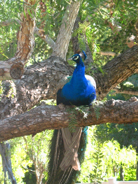 Palos Verdes Peacock