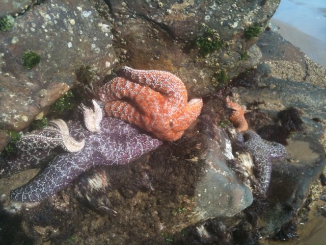 Starfish best